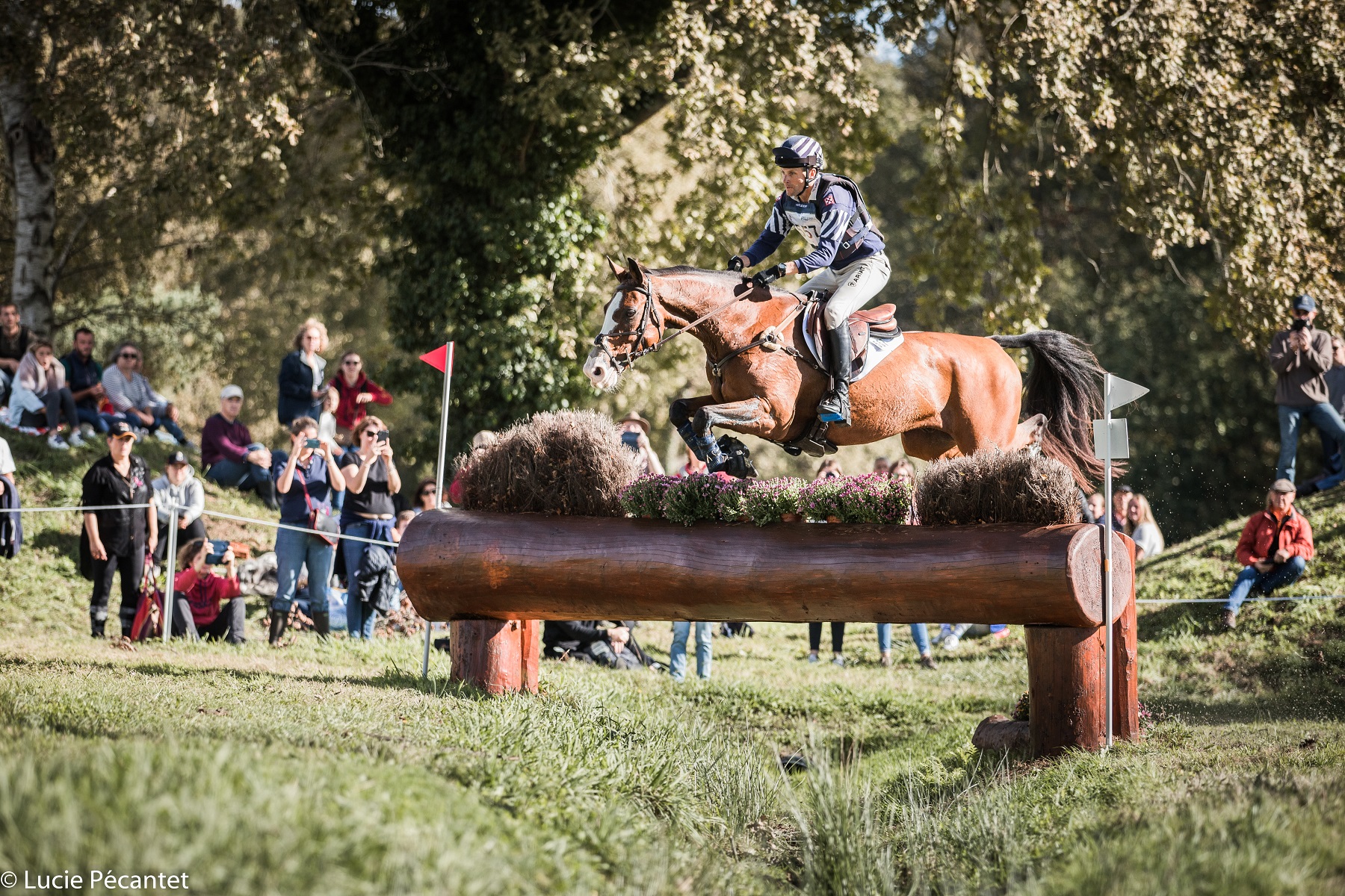 Header Live TV saut cheval cavalier
